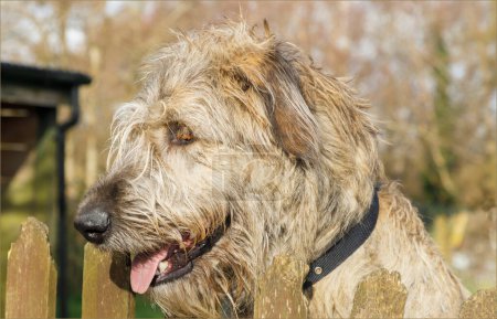 Side profle of the scruffy head of a Irish Wolf Hound dog looking over a fence