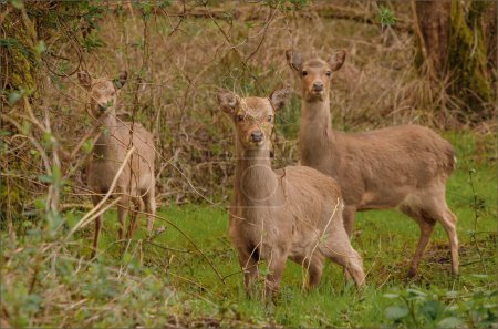 Three red deers blending in perfectly with their habitatlooking out of the under growth