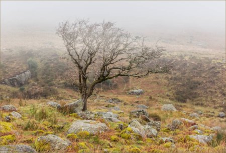 Lone tree in the misty rain with vibrant mossy undergrowth