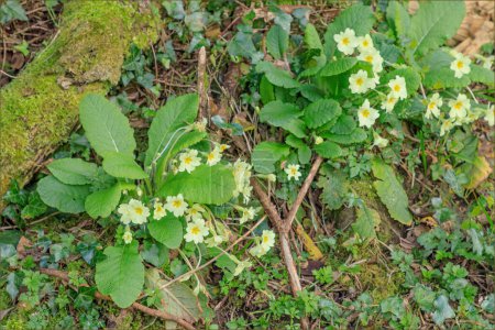 Springtime wild cowslips on the woodland with a mossy background