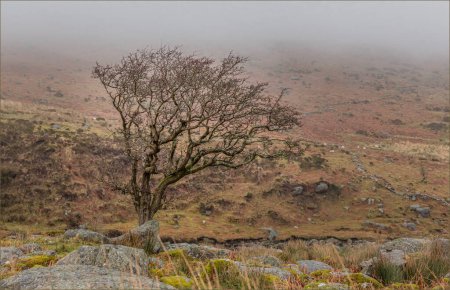 Starker einsamer Baum im Nebel niedriger Wolken bei Mizen Head an der irischen Küste