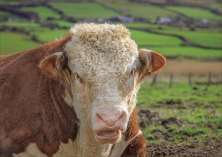 Close up headshot of a Hereford bull with a ring in his nose and moth partially open