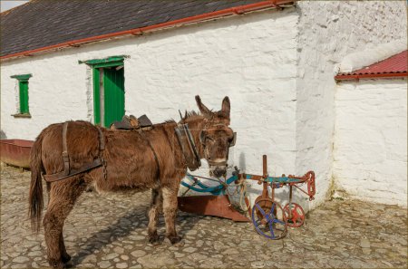 Donkey stood outside a white painted stone stable next to some old farm machinery
