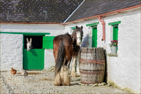 Téléchargez les photos : Cheval lourd, âne et poulets dans une cour de ferme contre les murs blancs lavés - en image libre de droit