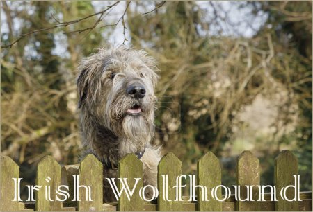 Head shot of an ancient breed Irish Wolfhound looking over a fence