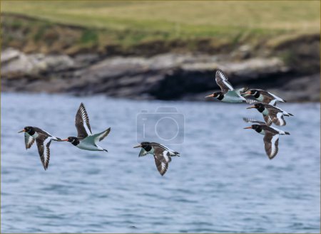 Flock of Euraisian Oyster Catchers flying low overthe Atlantic Ocean