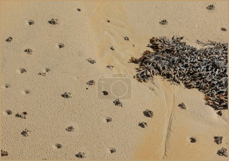 Trou de lugworm et monticules sur la plage à côté de quelques graines de mauvaises herbes
