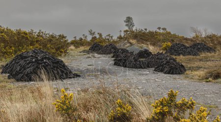 Mehrere Torfhaufen trocknen im Moorgebiet von Galway aus