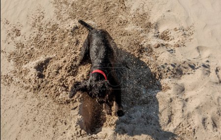Black cocker spaniel wearing a red collar digging a hole on a beach