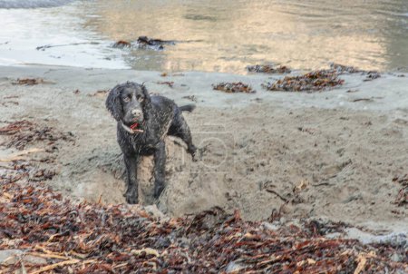 Black Spaniel digging in the sand on a beach wearing a red collare and covered in sand