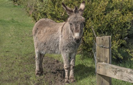 Cute grey donkey stood by a gate in a field