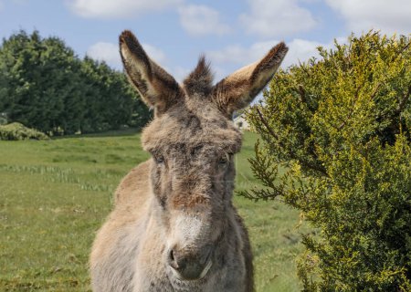 Closeup of a donkey in a field on a sunny day