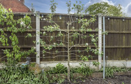 Espalier apple tree with blossom against a fence tied back and trained to wires