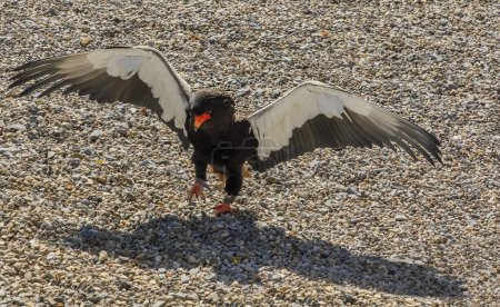A Bateleur eagle with out stretched wings walking on stoney ground