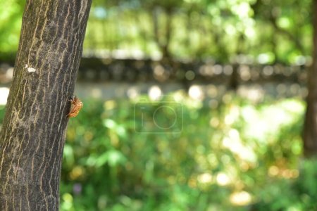 Foto de La piel de una cigarra está unida a un árbol - Imagen libre de derechos