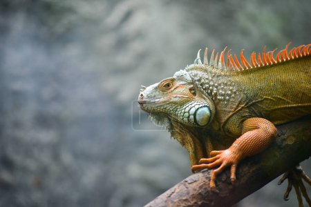 Foto de Un retrato de una hermosa iguana con barba - Imagen libre de derechos