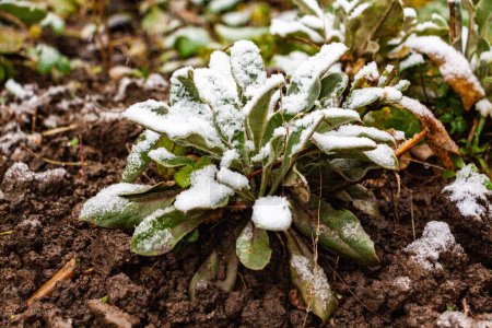 Foto de Plantaciones verdes, ensalada en el jardín salpicada de nieve blanca - Imagen libre de derechos