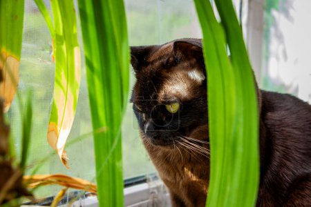 eine braune Katze sitzt auf der Fensterbank, zwischen den Blättern einer Palme, schnurrt, gelbäugig, interessiert, reinrassig, kurzhaarig, europäisch-burmesisch, Haustier, Freund, Pflanzen, Fenster,