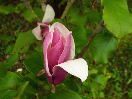 magnolialiliflora