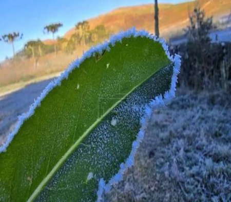 Téléchargez les photos : Feuille verte dans la neige - en image libre de droit