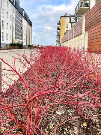 Téléchargez les photos : Les jeunes pousses rouges d'une plante décorative poussent dans le parterre près des immeubles de grande hauteur. Photo de haute qualité - en image libre de droit