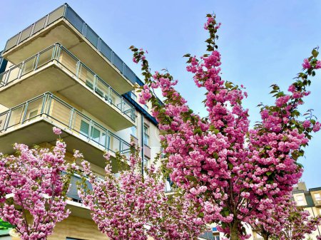 In the spring, a charming sakura blossomed in the city near the houses with lush pink blossoms. High quality photo