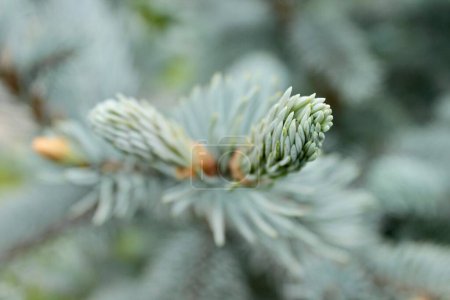Imagen de fondo de una rama joven con agujas de un árbol de Navidad azul. Foto de alta calidad
