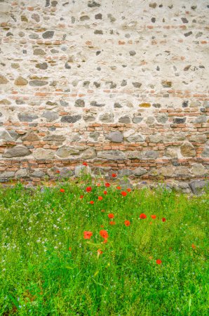 Grünes wildes Gras mit ein paar roten Mohnblumen vor dem Hintergrund einer alten Festungsmauer. Vertikales Foto