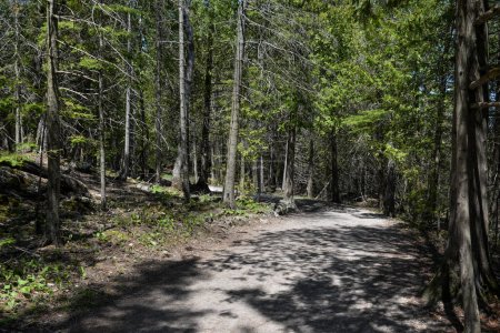 Téléchargez les photos : View at forest path walk in Bruce Peninsula national park neat Tobermory village in Ontario province, Canada - en image libre de droit