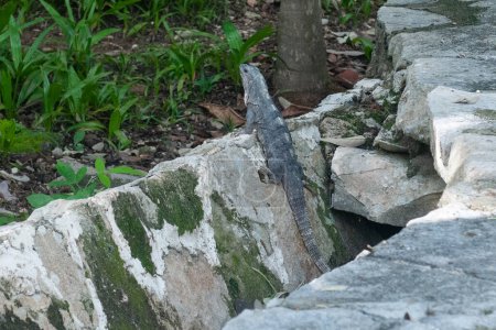 View a wild animal Iguana walking in a Mexican city