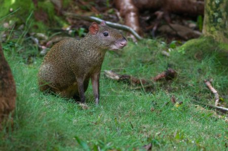 View a wild animal Agouti walks in a Mexican forest