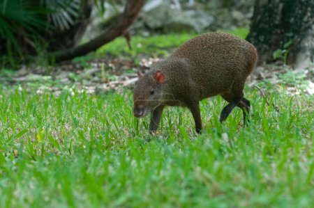View a wild animal Agouti walks in a Mexican forest