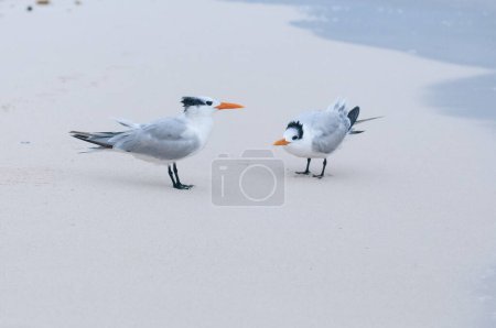 Two royal tern birds stand on the sand near the sea in Mexico