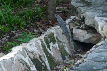 View a wild animal Iguana walking in a Mexican city