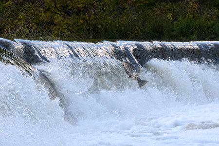 Toronto, Am, Kanada - 20. Oktober 2023: Lachslauf auf dem Humber River im Old Mill Park in Kanada