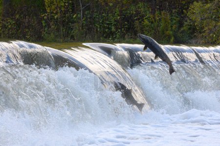 Toronto, Am, Kanada - 20. Oktober 2023: Lachslauf auf dem Humber River im Old Mill Park in Kanada