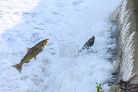 Toronto, Ontario, Canada - 20 octobre 2023 : Course au saumon sur la rivière Humber au parc Old Mill au Canada