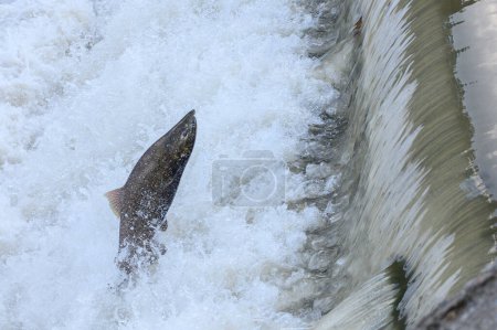 Toronto, Ontario, Canada - 20 octobre 2023 : Course au saumon sur la rivière Humber au parc Old Mill au Canada