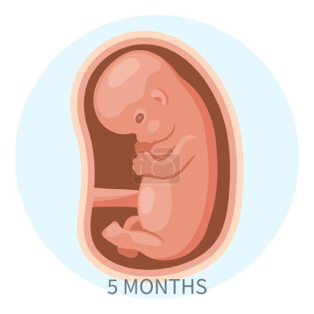 Ilustración de Embrión en el útero, quinto mes. Desarrollo y crecimiento del feto durante el embarazo, etapa mensual. Ilustración, vector. - Imagen libre de derechos