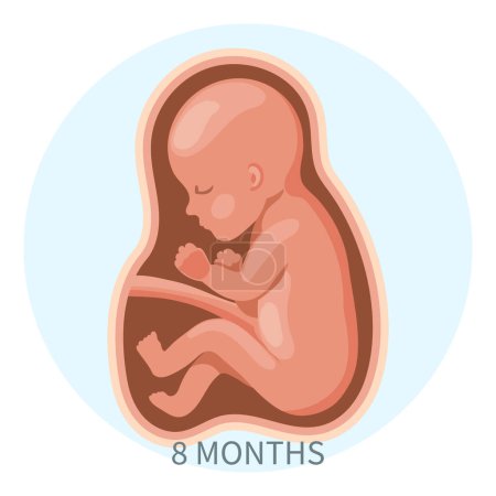 Ilustración de Embrión en el útero, octavo mes. Desarrollo y crecimiento del feto durante el embarazo, etapa mensual. Ilustración, vector. - Imagen libre de derechos