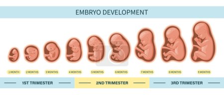 Ilustración de Embrión en el útero, listo. Desarrollo y crecimiento del feto en diferentes etapas del embarazo, periodo mensual. Ilustración, vector - Imagen libre de derechos