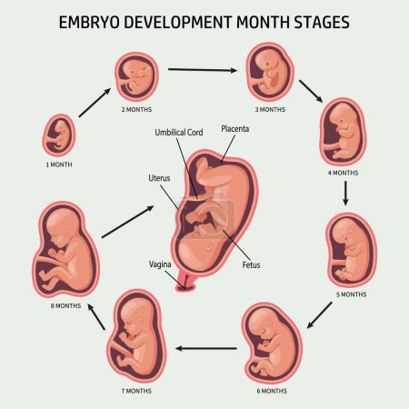 Ilustración de Embrión en el útero, listo. Desarrollo y crecimiento del feto en diferentes etapas del embarazo, periodo mensual. Infografías, vector - Imagen libre de derechos