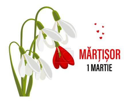 Martisor, Moldovan and Romanian traditional spring festival. Bouquet of white and red snowdrops. Floral spring background, postcard, vector