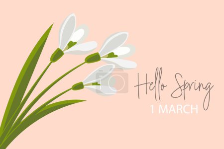 Bouquet of snowdrops with text Hello spring, March 1. Congratulation banner, postcard, poster, vector