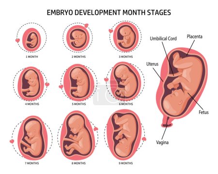 Téléchargez les illustrations : Embryon dans l'utérus, prêt. Développement et croissance du fœtus à différents stades de la grossesse, période mensuelle. Illustration, vecteur - en licence libre de droit