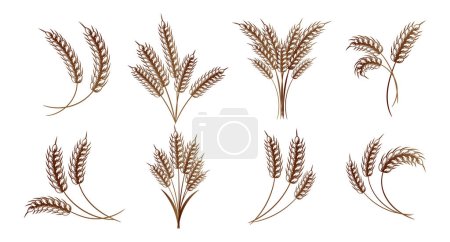 Set of spikelets of wheat, rye, barley. Brown design. Decor elements, logos, icons, vector