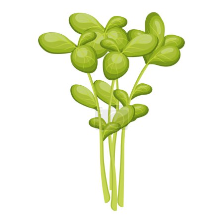 Illustration for Fresh green leaves of watercress on a white background, food. Botanical illustration. Vector - Royalty Free Image