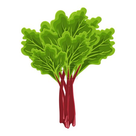 Illustration for Fresh green stems and leaves of rhubarb on a white background, food. Botanical illustration. Vector - Royalty Free Image
