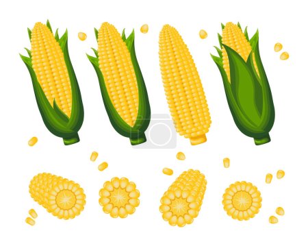 Conjunto de maíz dulce, maíz en la mazorca y granos de maíz sobre un fondo blanco. Iconos de agricultura, vector