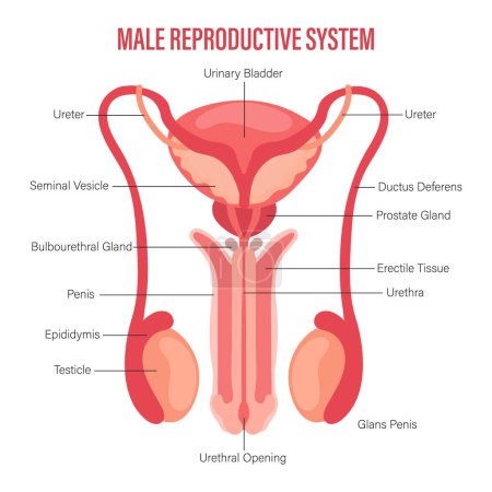 Male reproductive system icon with description isolated on white background. Anatomy of the internal organs of man. Illustration, vector